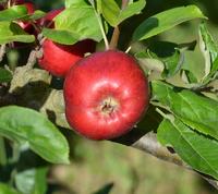 Æblesort Gråsten Rød